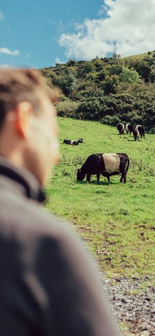 A man gazing across a green hillside where Belted Galloway cattle graze under a blue summer sky