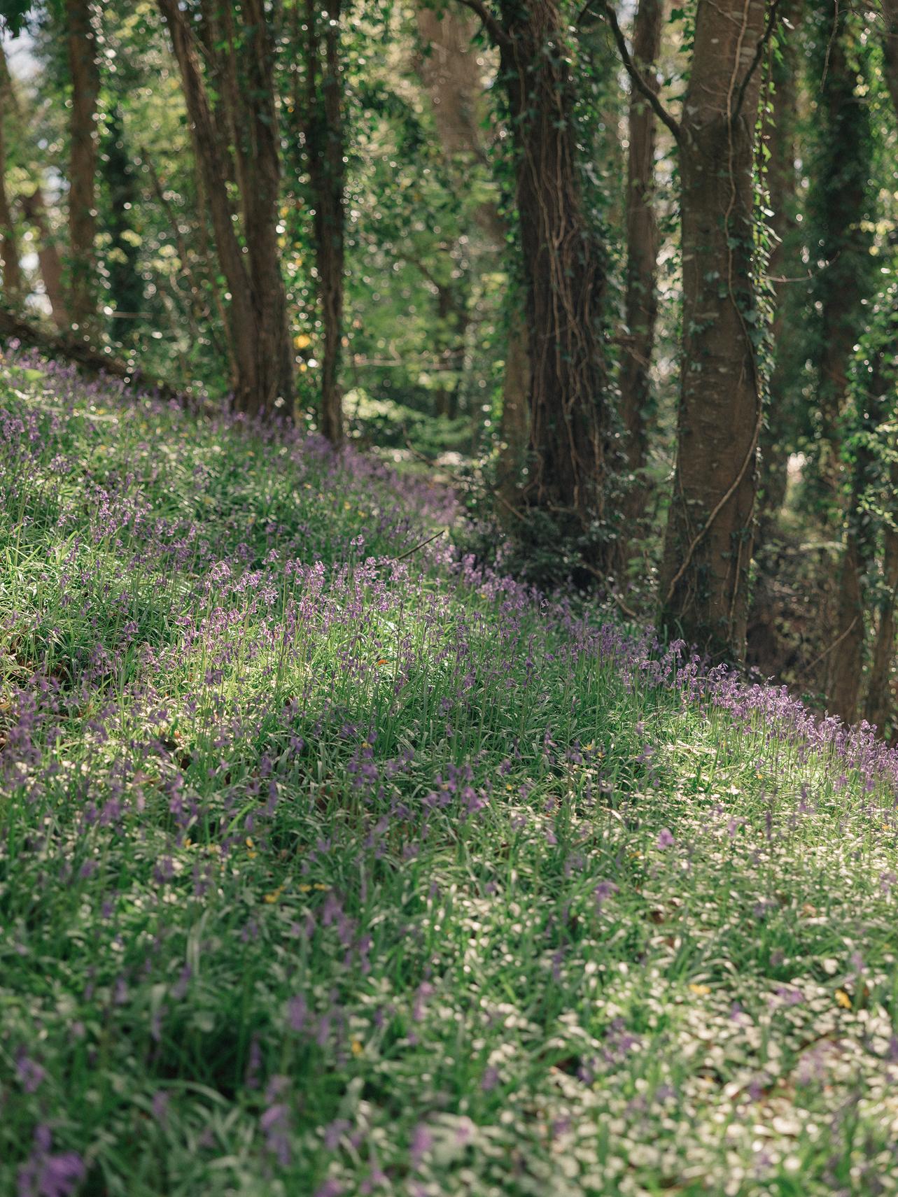 A wooded slope carpeted with purple bluebells and wildflowers between ivy-clad tree trunks at Ómós