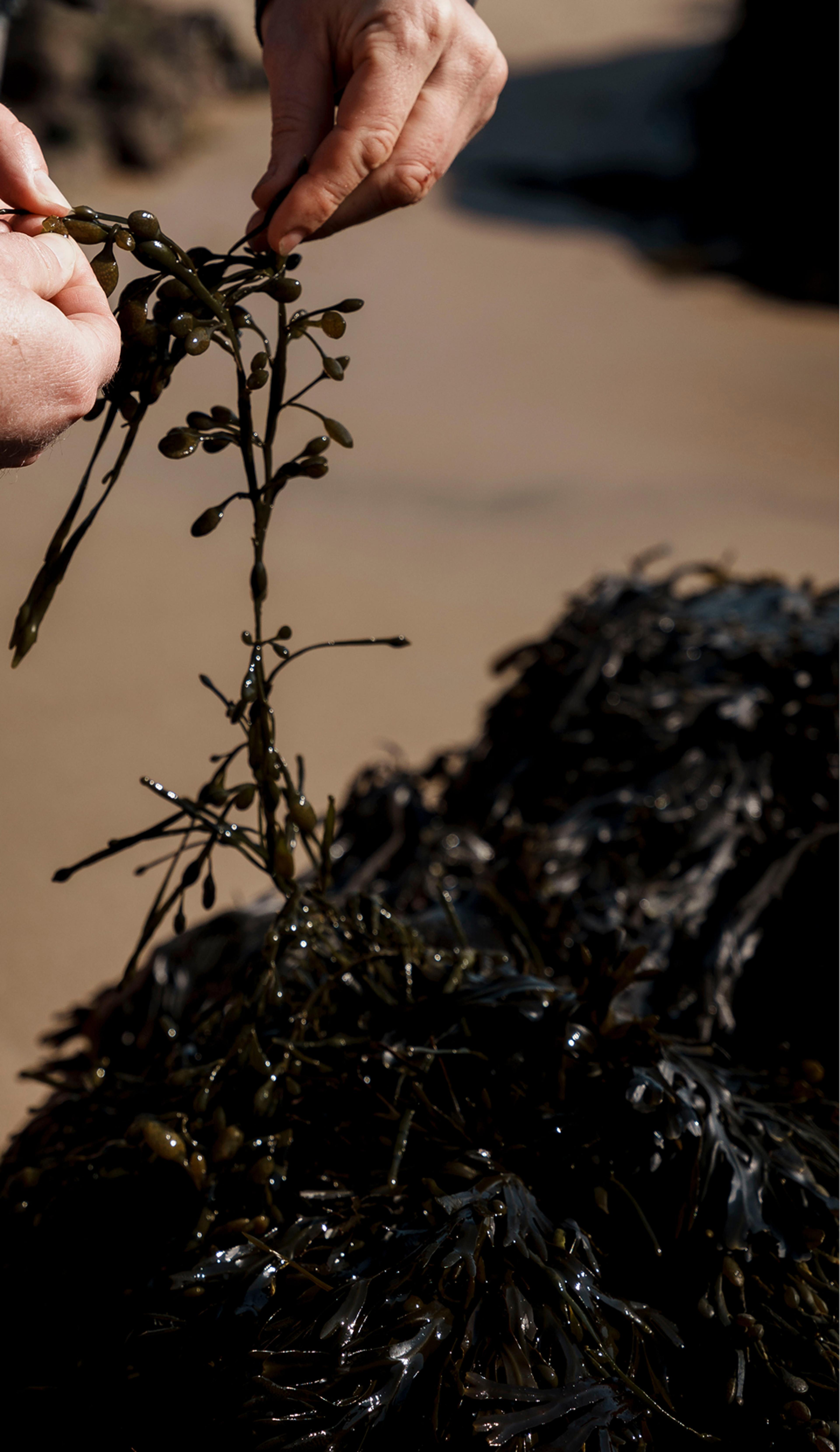 Hands sorting strands of freshly gathered bladderwrack seaweed above a heap of dark seaweed on a sunlit shore