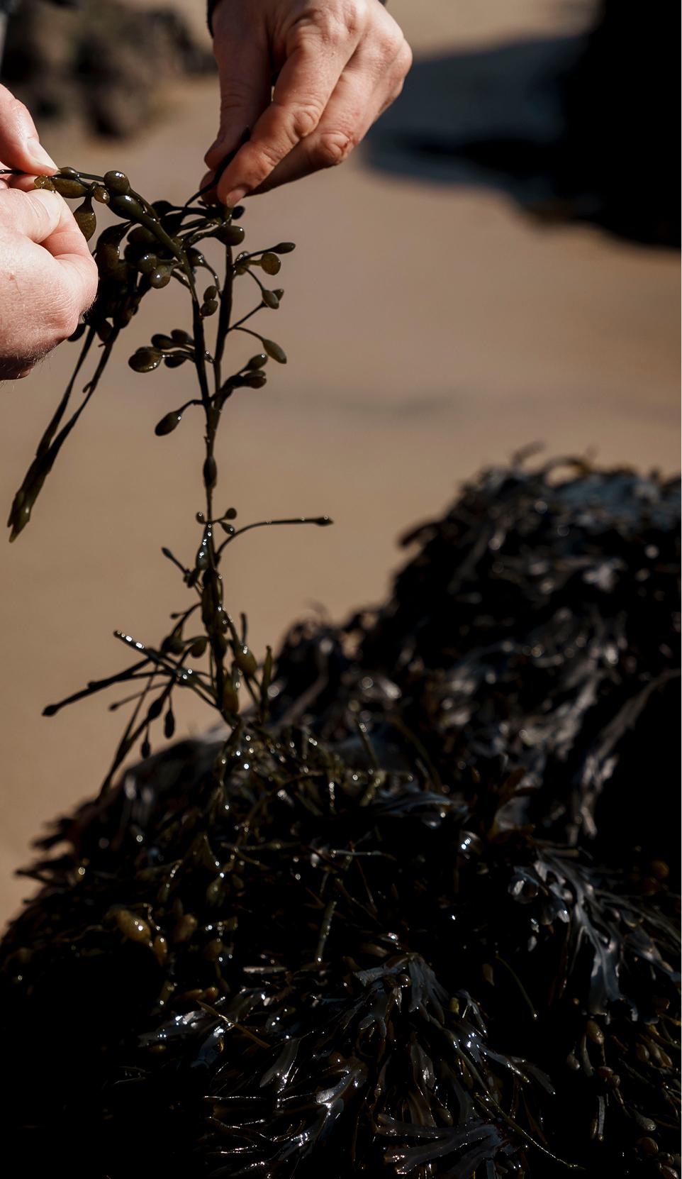 Hands sorting strands of freshly gathered bladderwrack seaweed above a heap of dark seaweed on a sunlit shore