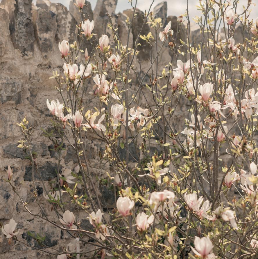 Pink and white magnolia blossoms on bare branches with budding green leaves, set against a weathered grey stone wall