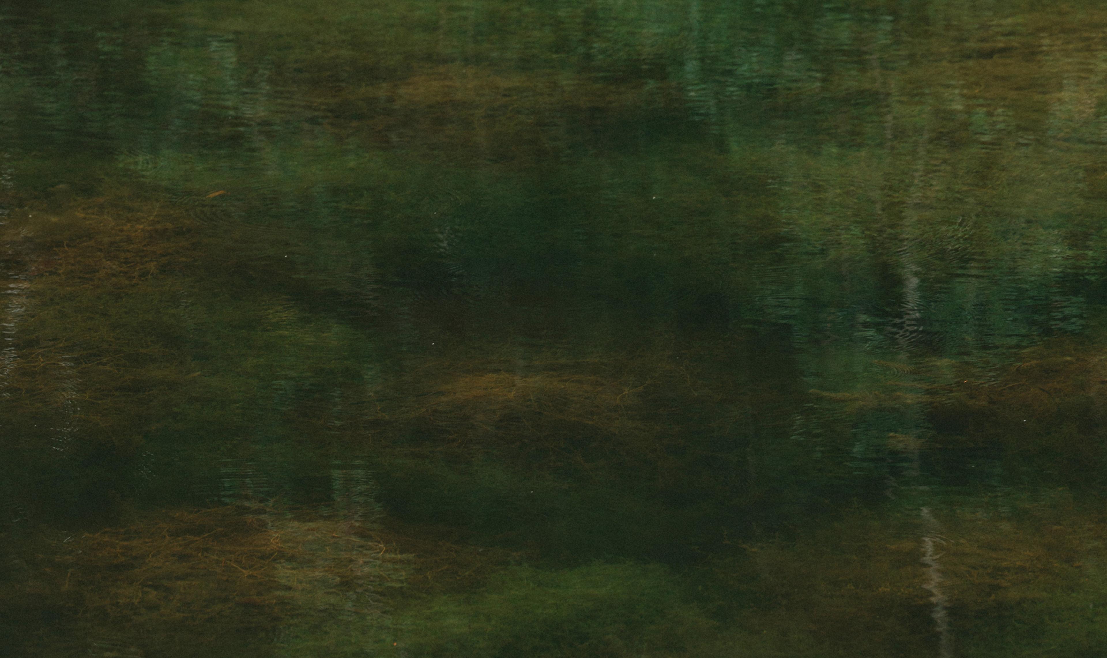 Still dark green millpond water mirroring blurred bare tree trunks, with strands of underwater weed visible beneath the surface