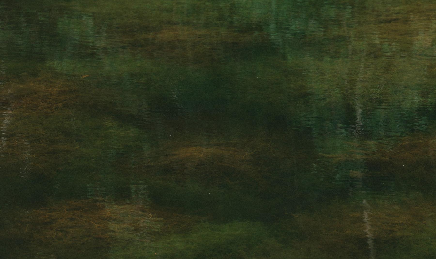 Still dark green millpond water mirroring blurred bare tree trunks, with strands of underwater weed visible beneath the surface