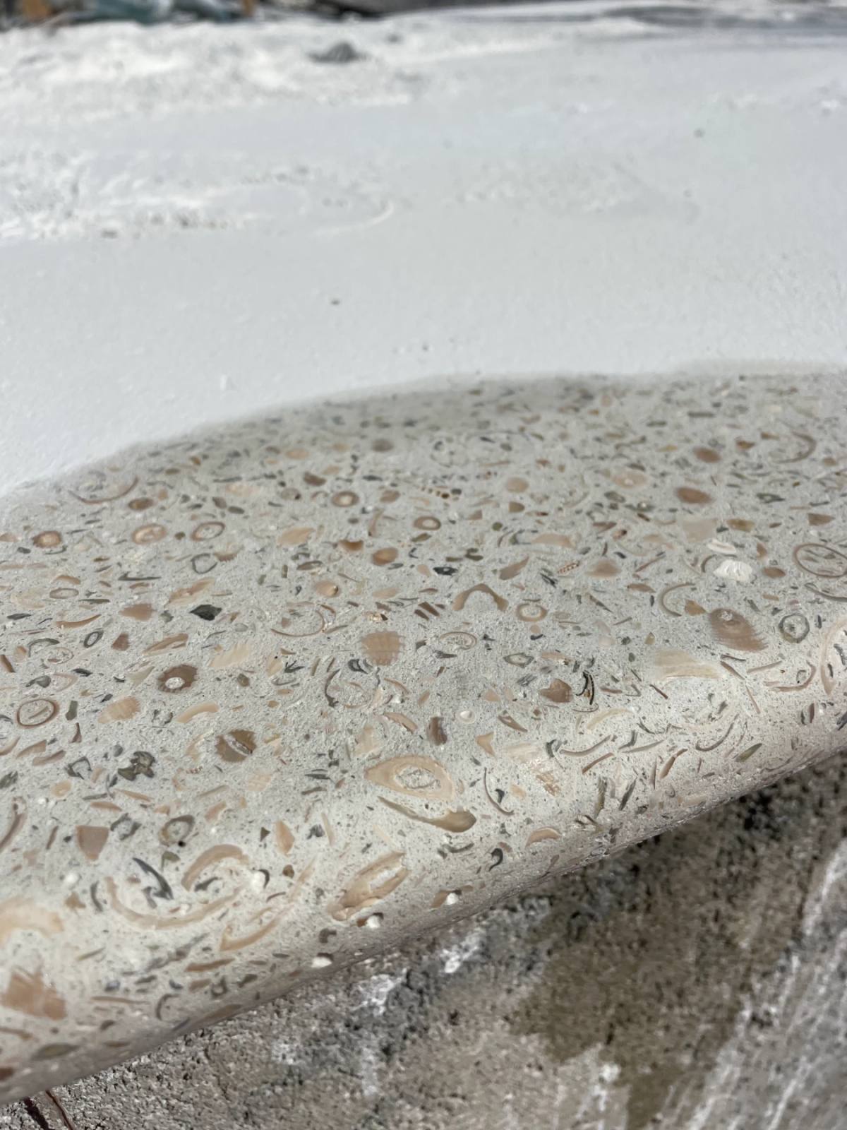 Rounded Shellcrete bullnose edge packed with tiny scallops, cockles and fossil fragments
