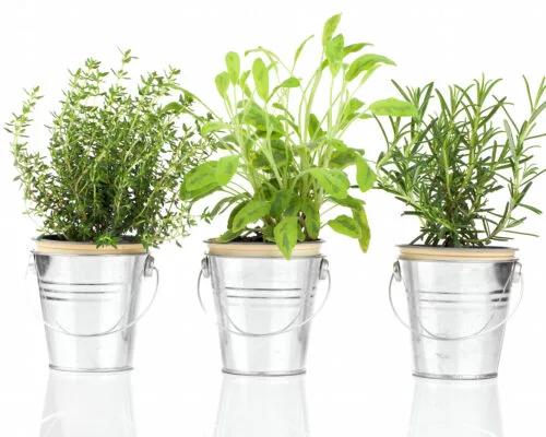 A Guide to Easily Growing Herbs in a (Small) Urban Space