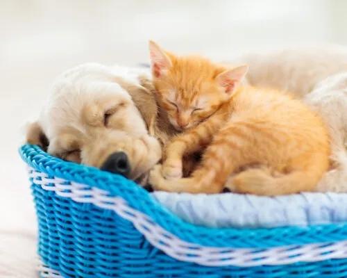 best sleep trackers