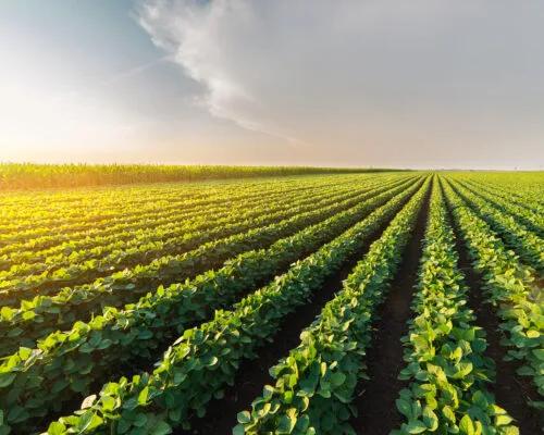 What You Need to Know About Chlorpyrifos and Other Pesticides