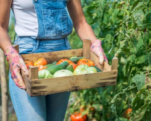 What Is a Regenerative Food System and How Can It Help Reverse Climate Change and Increase Nutrients in Our Food?