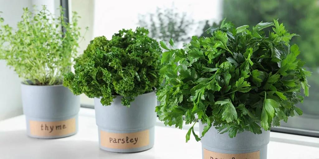 Easy Guide To Growing Herbs Indoors