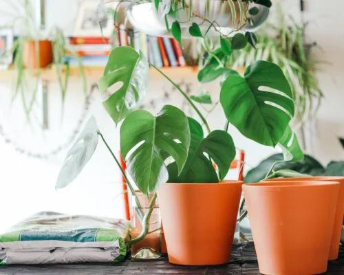 3 Healthy Reasons to Fill Your Space With Plants
