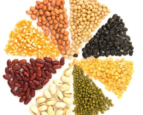 plant based protein guide