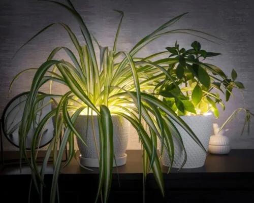 5 Easy Ways to Create Your Own Outdoor Bliss Inside