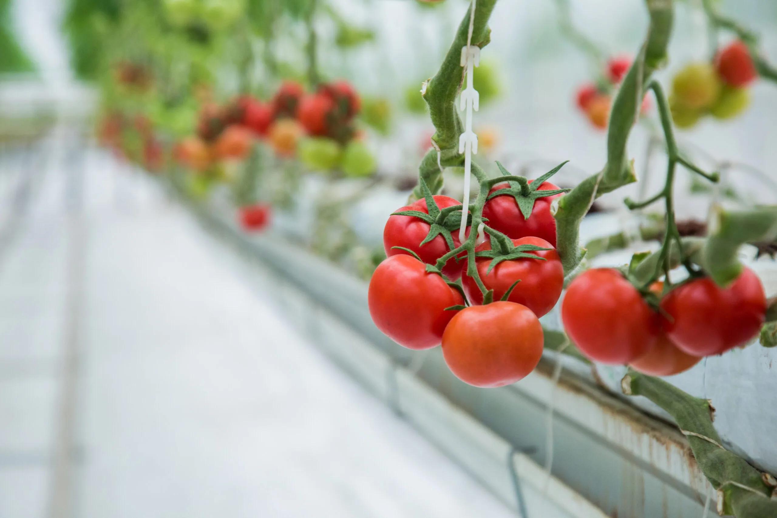 hydroponic vs soil vegetables nutrition