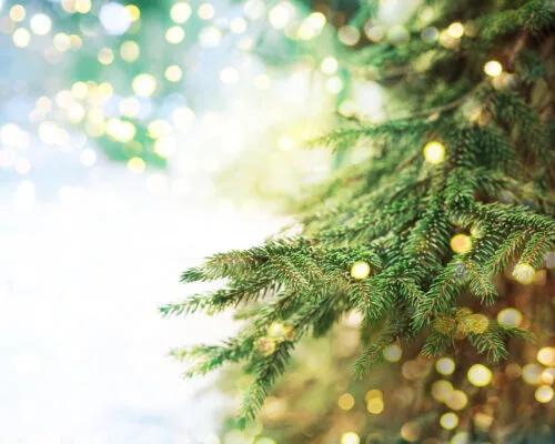 Is a Real or Fake Christmas Tree Better for the Environment?