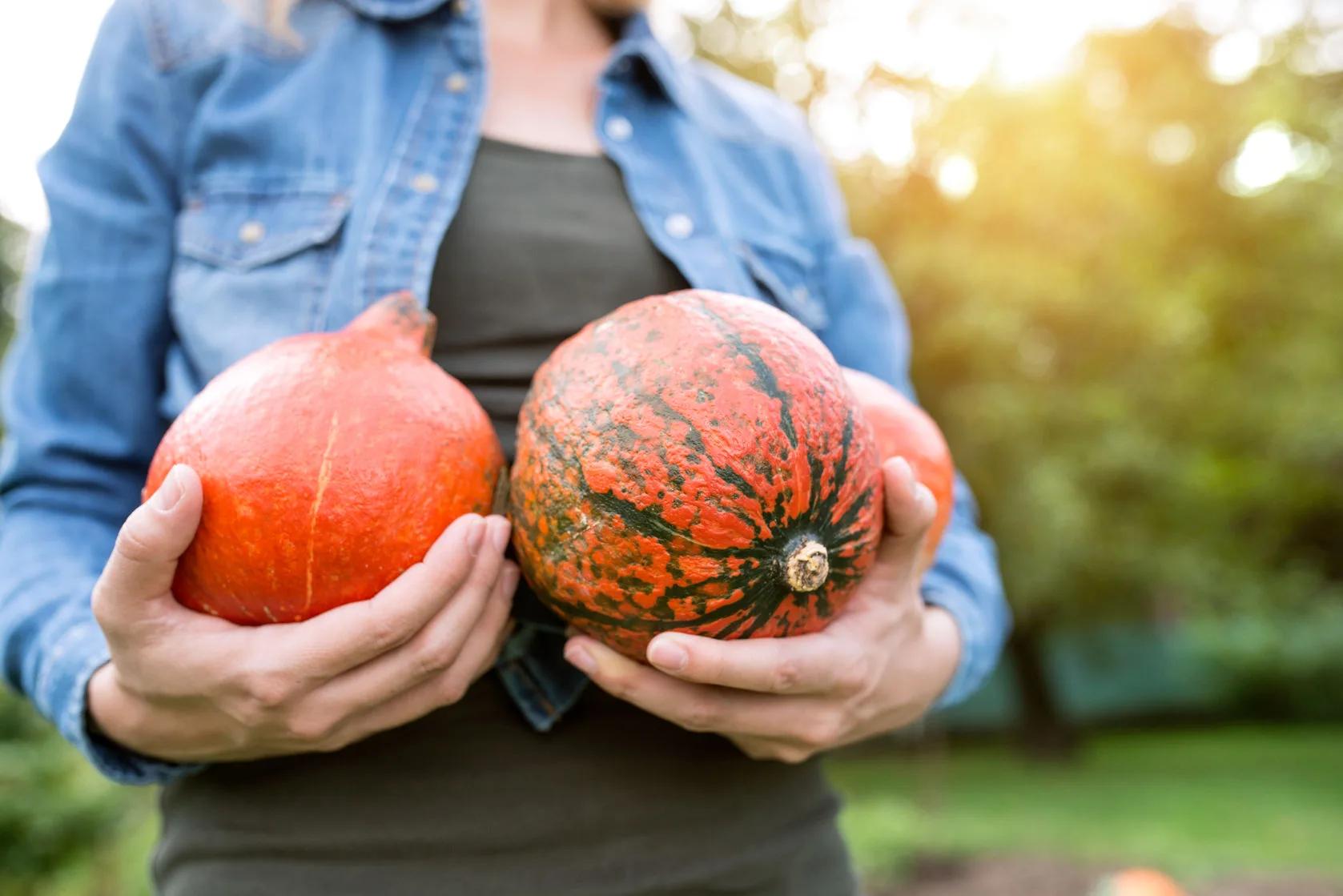 What's the Difference Between Gourds, Squash and Pumpkins?