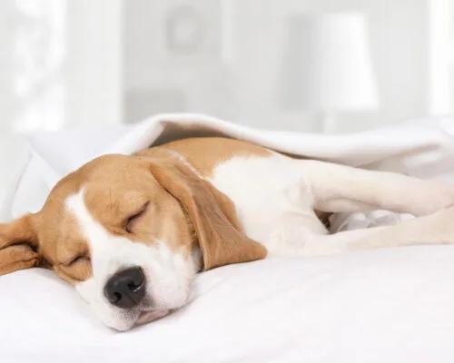 3 Sleep Myths Researchers Say You Need to Stop Believing