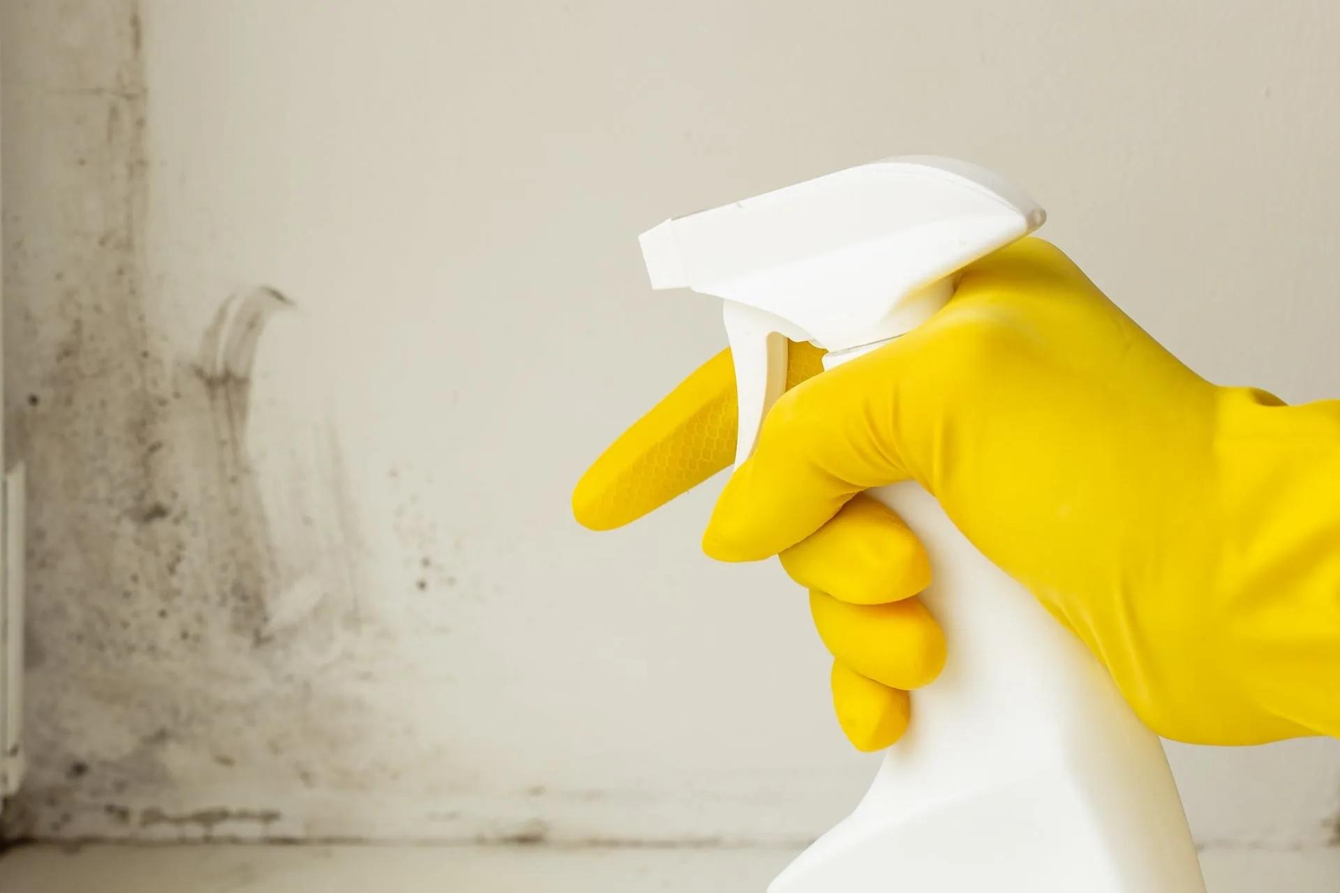 Mold Growth In Your Home: How To Prevent It