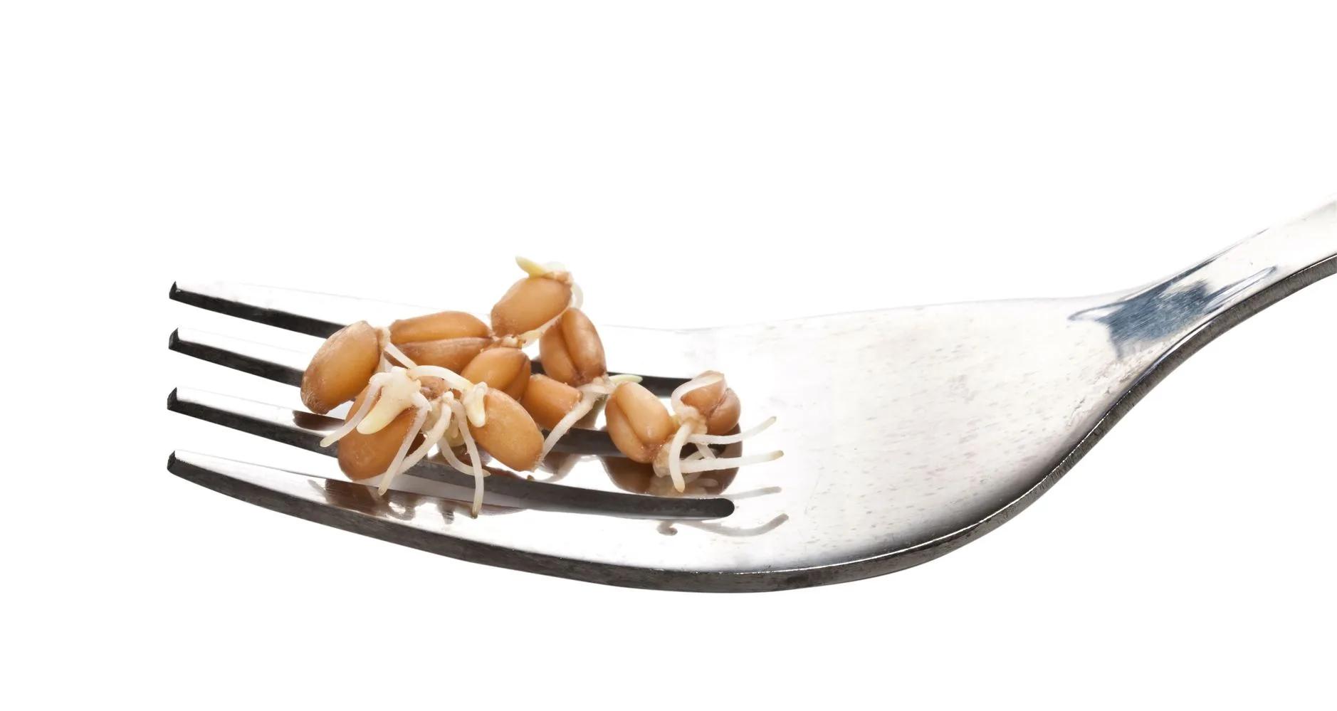 sprouted grains vs whole grains