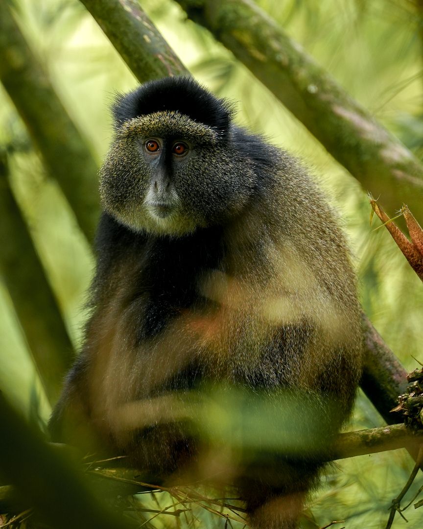 The Segasira Encounter: New Beginnings in the Bamboo Forest