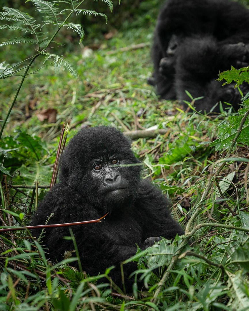 The Sovereign Gorilla: A Definitive Guide to Rwanda's Volcanoes National Park