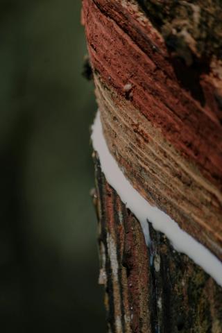 A close up of a rubber tree trunk