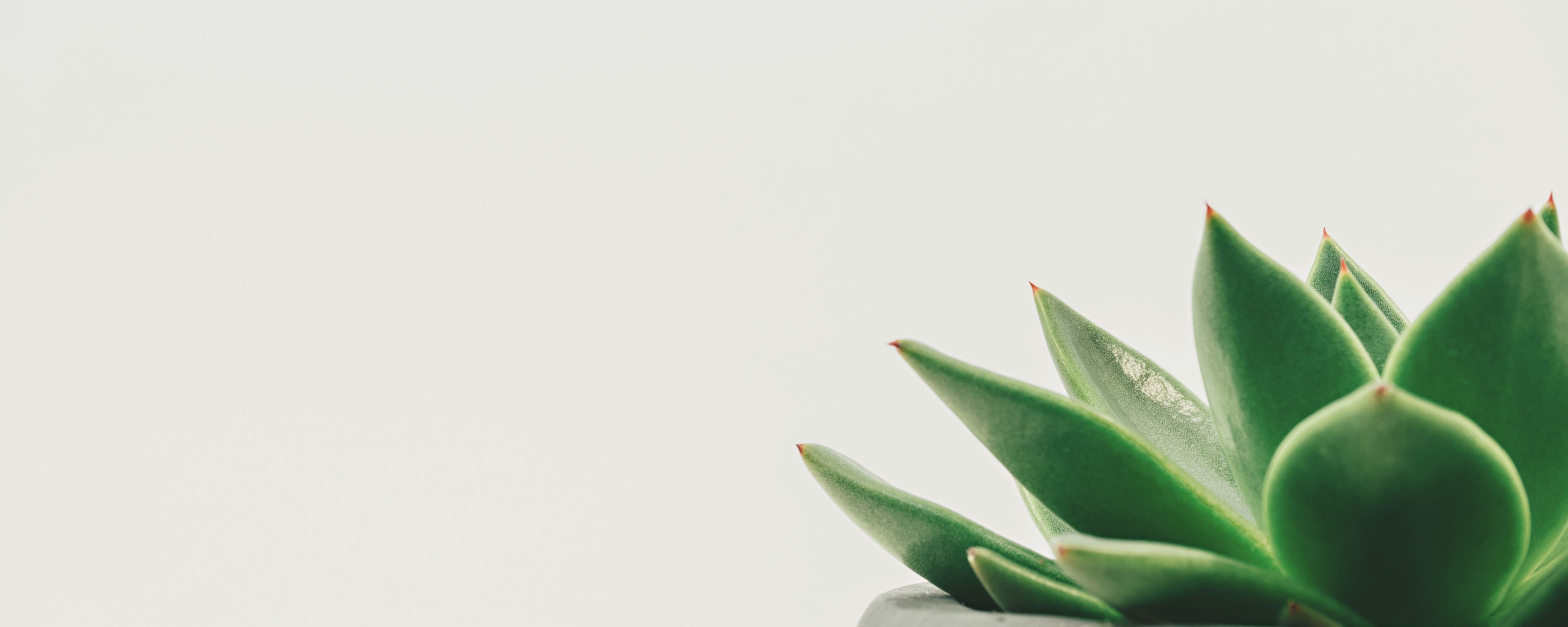 small green plant in a grey cement pot