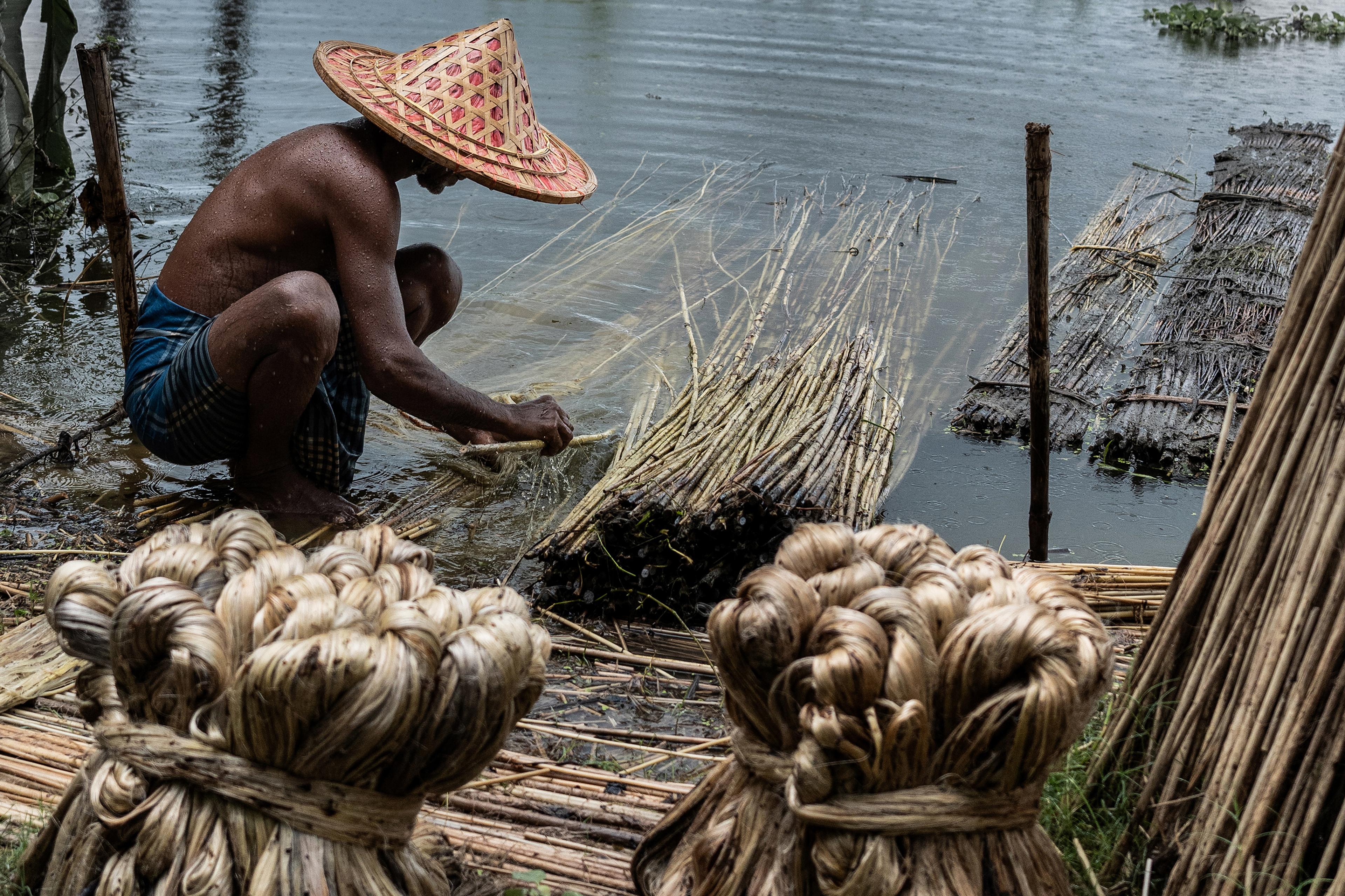 A jute farmer working in monsoon-flooded fields in West Bengal