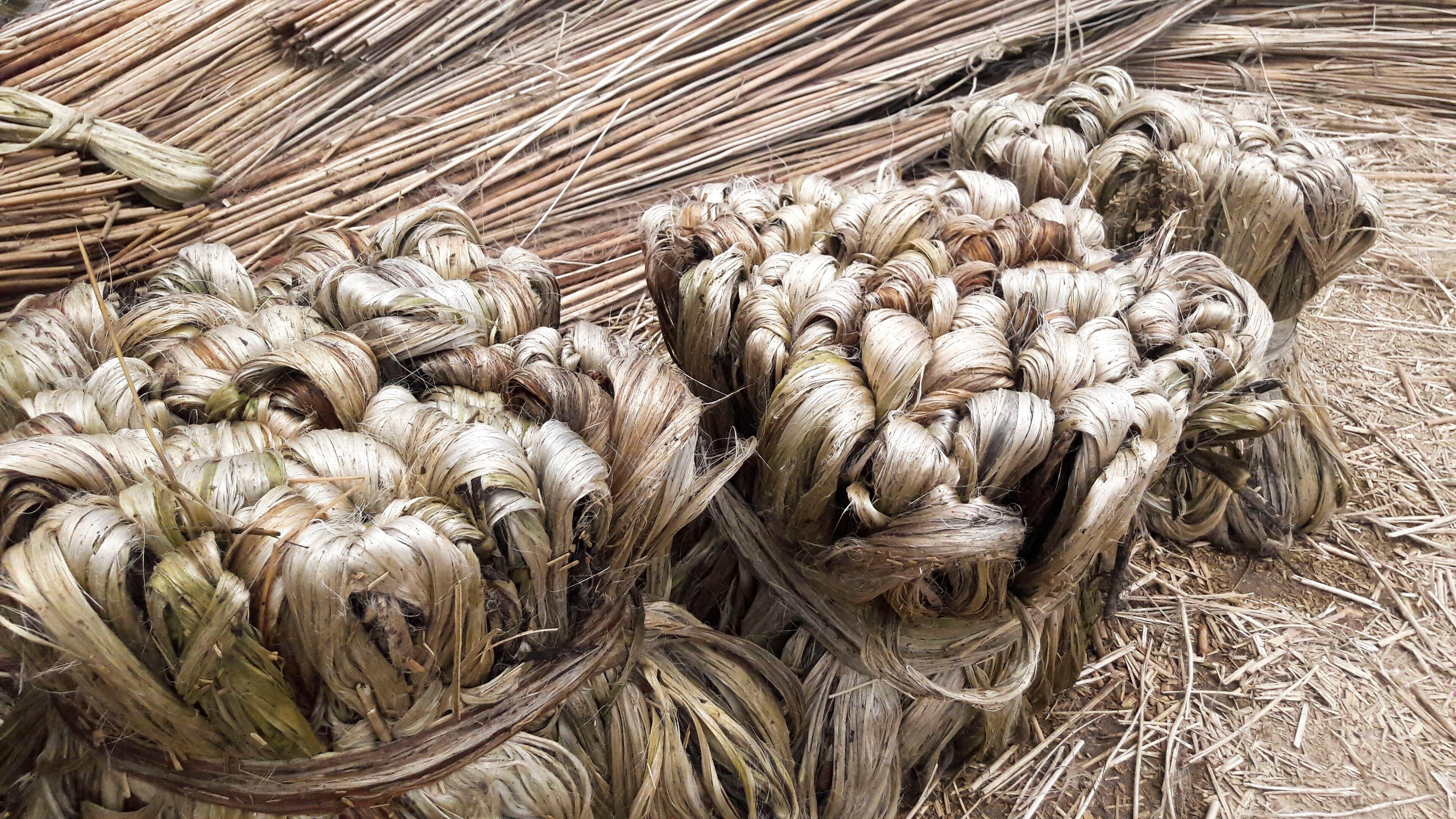 Bundles of jute fibre drying after retting
