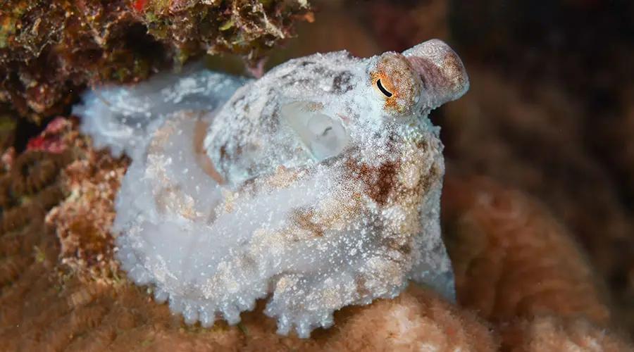 Octopus Relax Evidence of octopuses complex sleep | American Physical Society