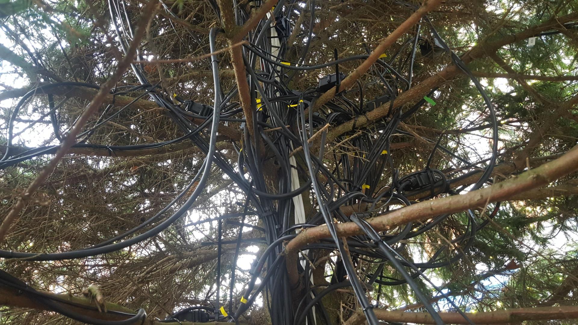 Cables inside tree