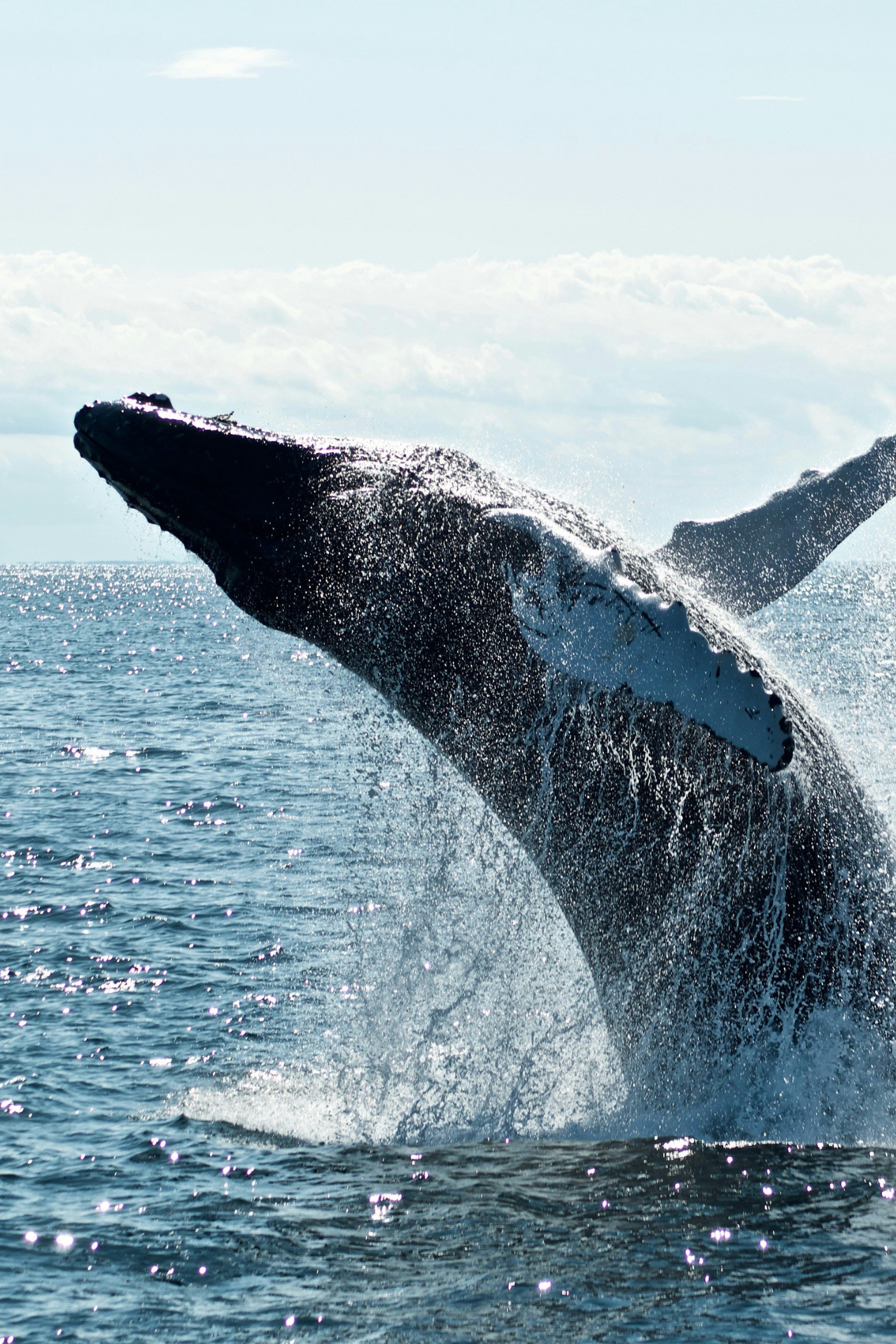 Whale of a Time