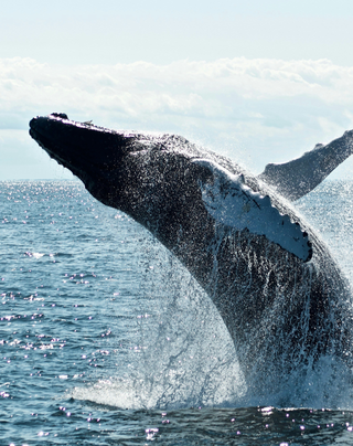 Whale of a Time