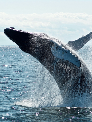 Whale of a Time
