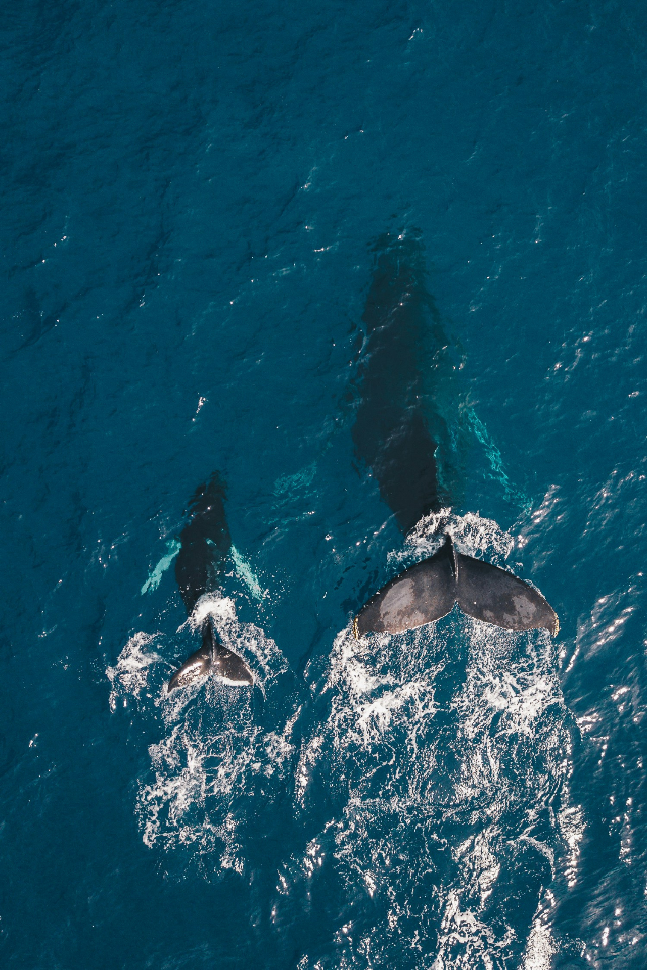 Whale of a Time
