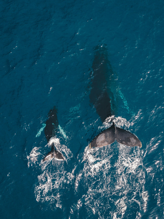 Whale of a Time