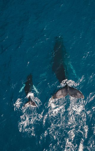 Whale of a Time