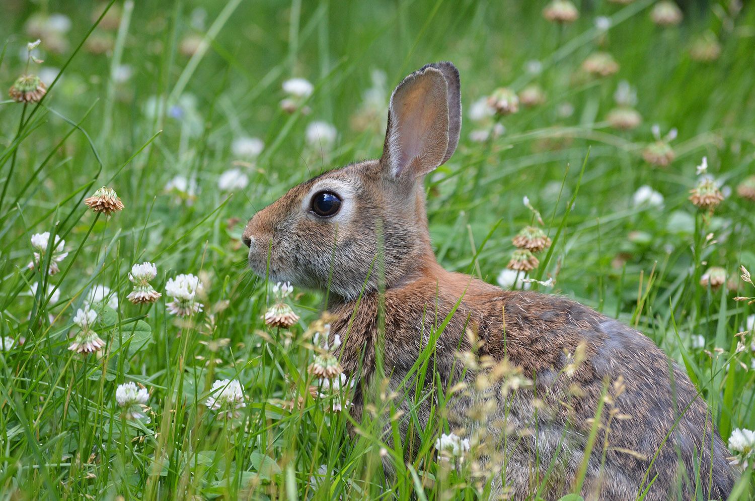 Squirrels, Beaver, and Rabbits Are Table Fare | Michigan Enjoyer