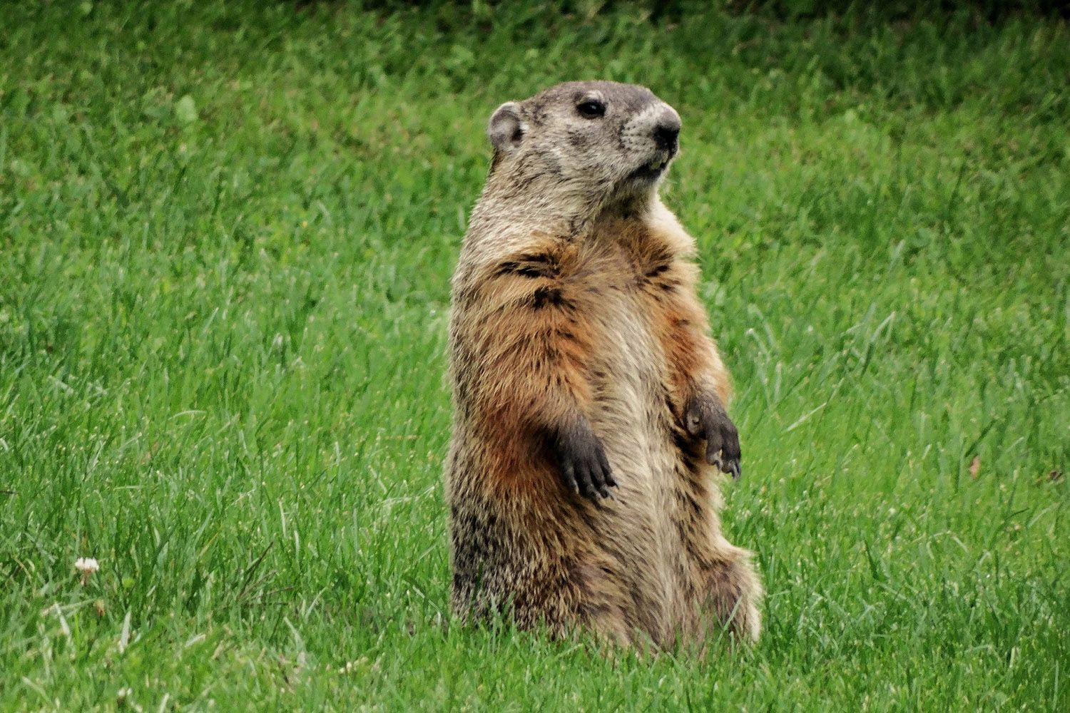 Bowhunting Groundhogs Keeps You Sharp for Deer Season | Michigan Enjoyer