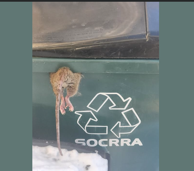 Ferndale Has a Massive Rat Infestation | Michigan Enjoyer