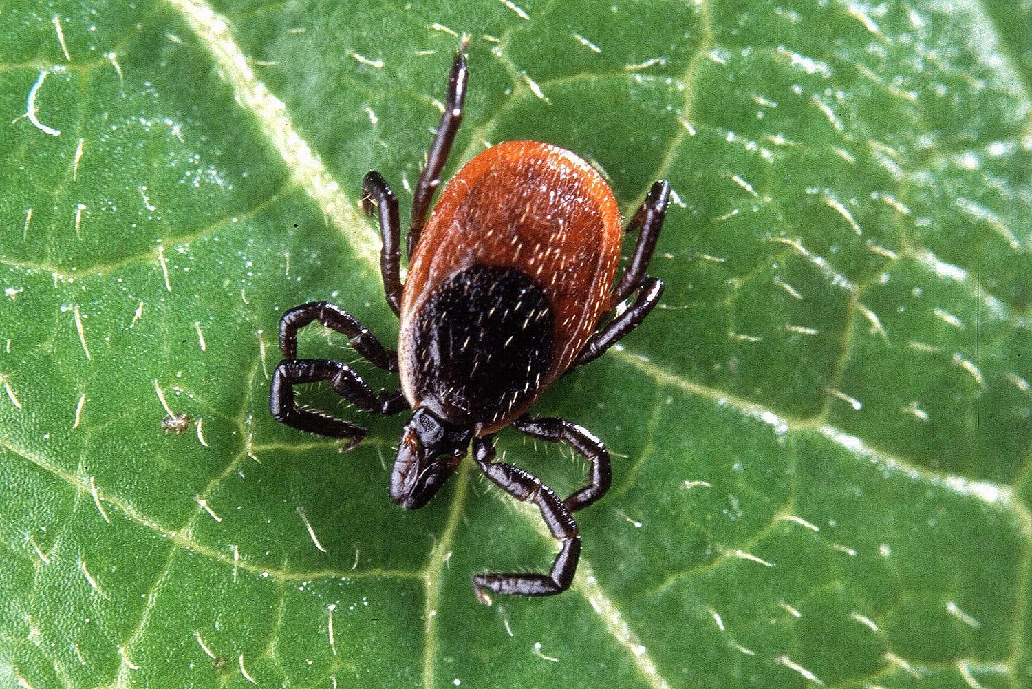 I Have Lyme Disease; Here's How to Guard Against Spring Ticks ...