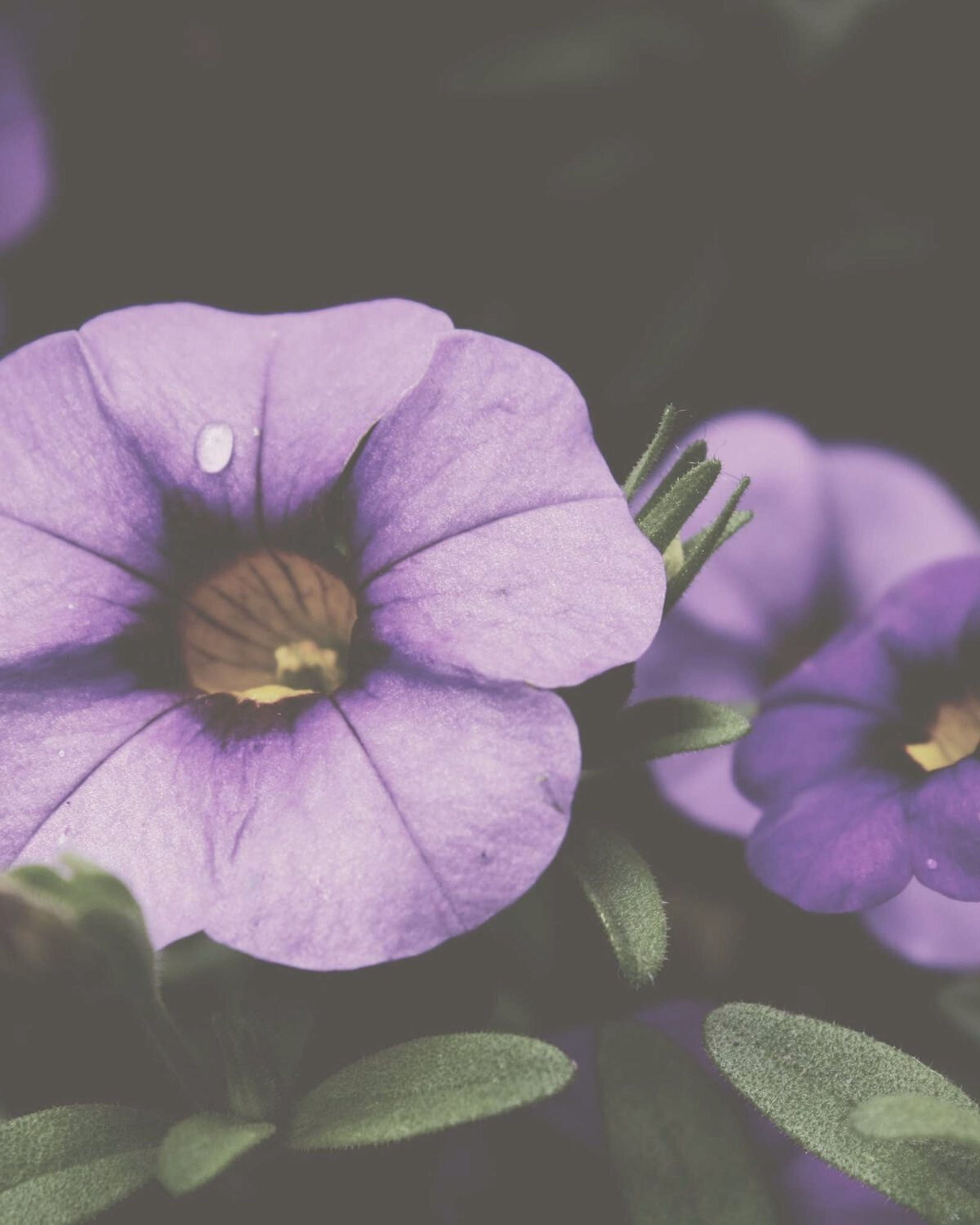 Lila blommor i dämpat ljus