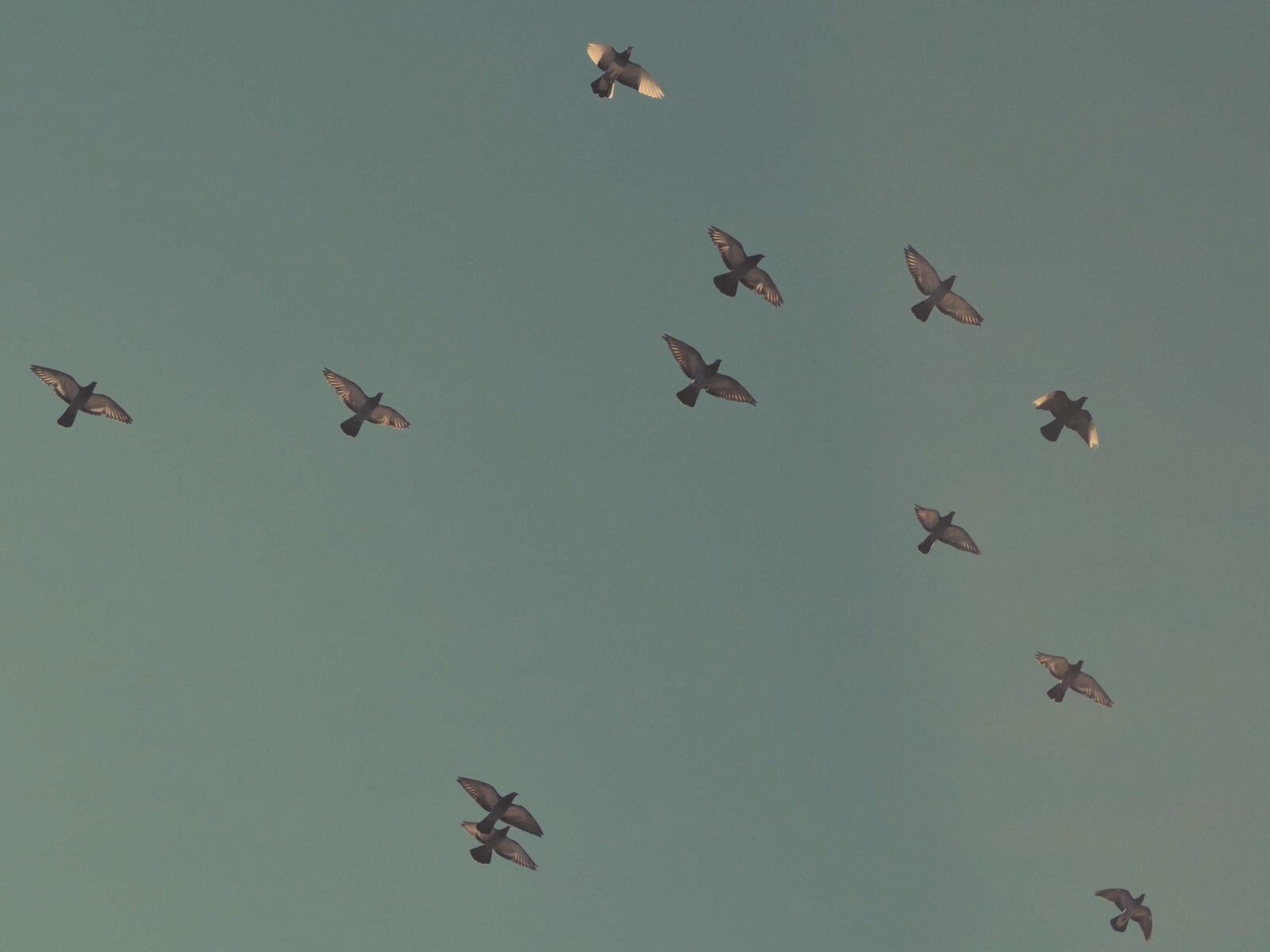 Fåglar i flykt mot blågrön himmel
