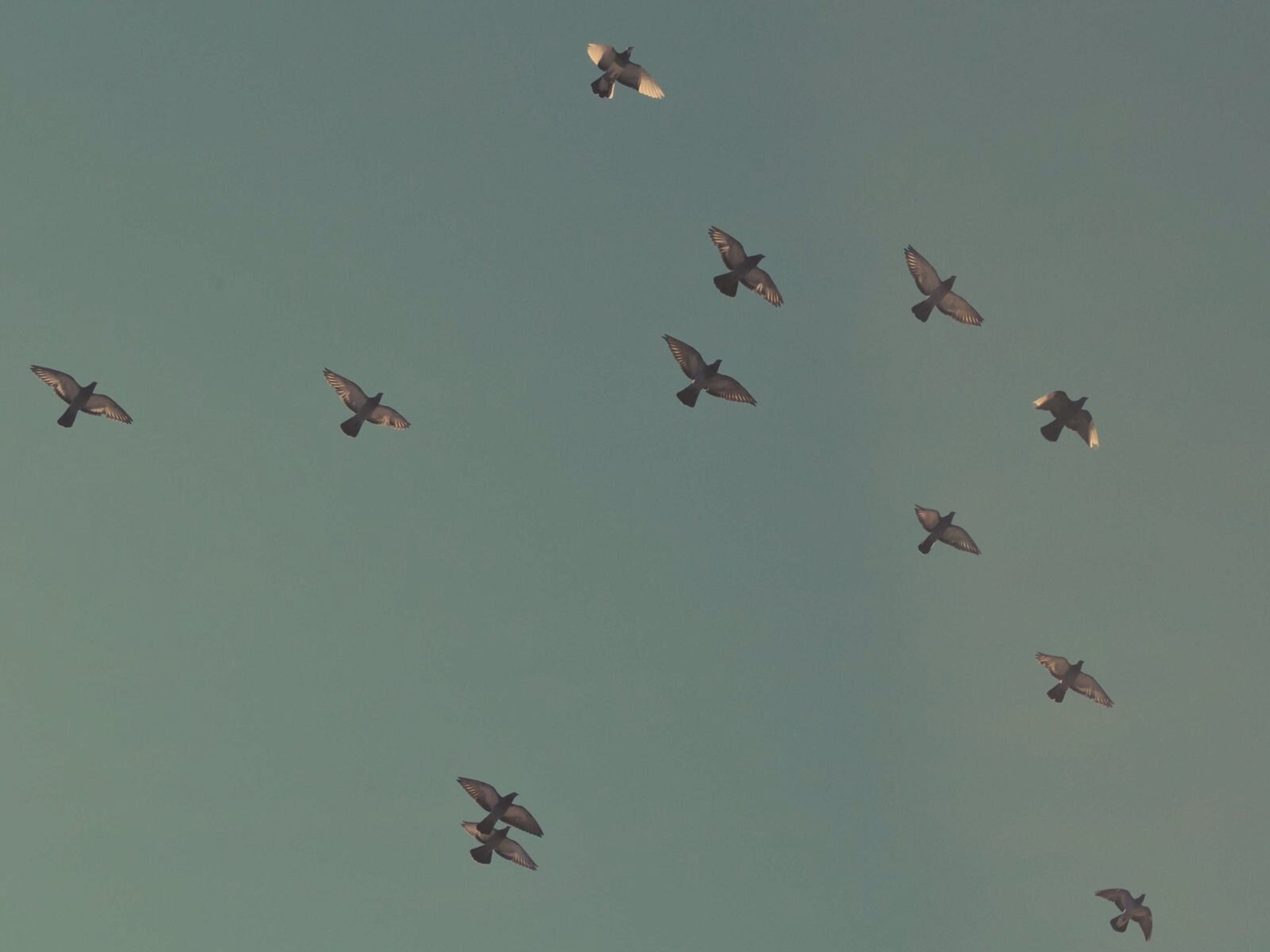 Fåglar i flykt mot blågrön himmel