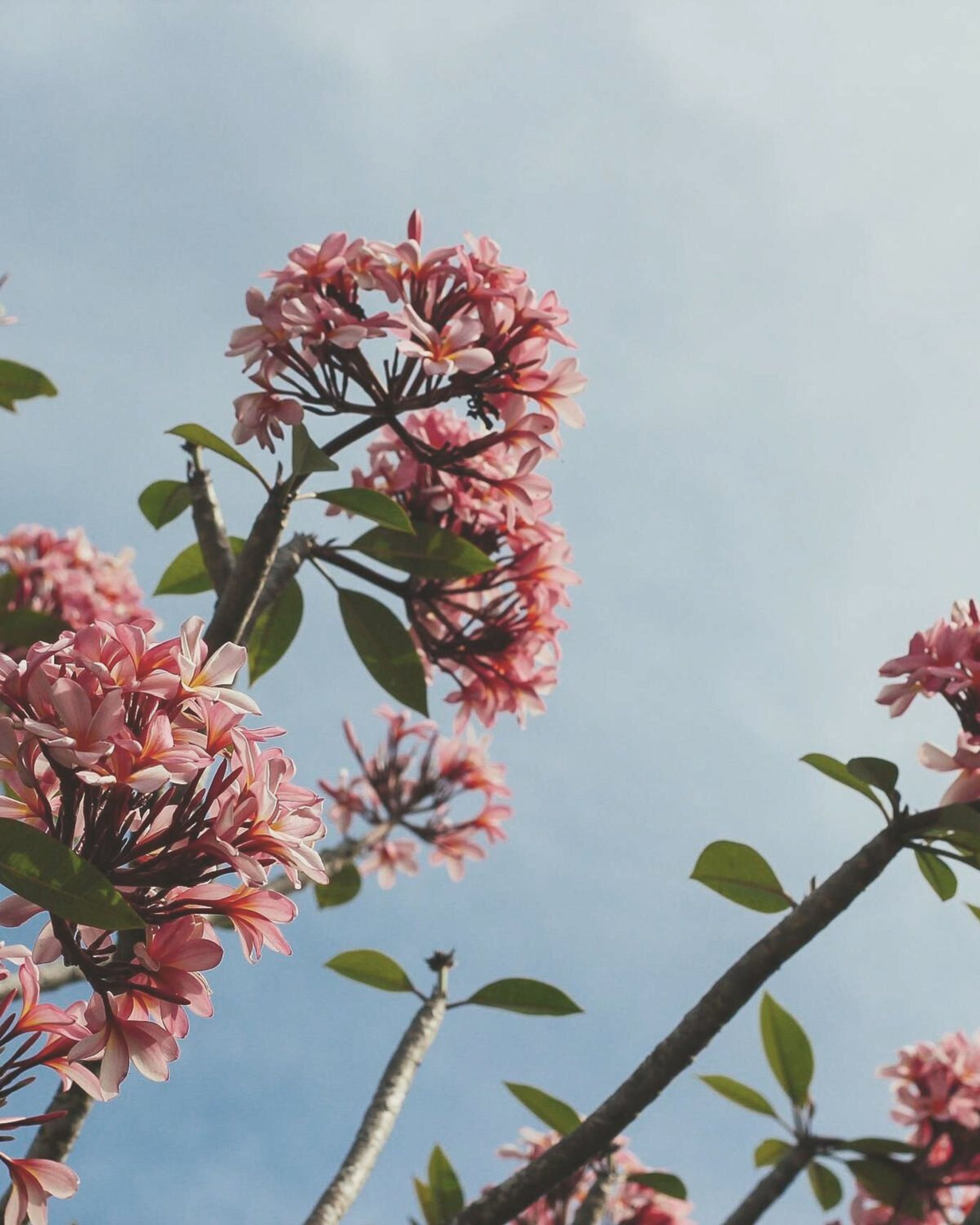 Rosa blommor mot ljus himmel