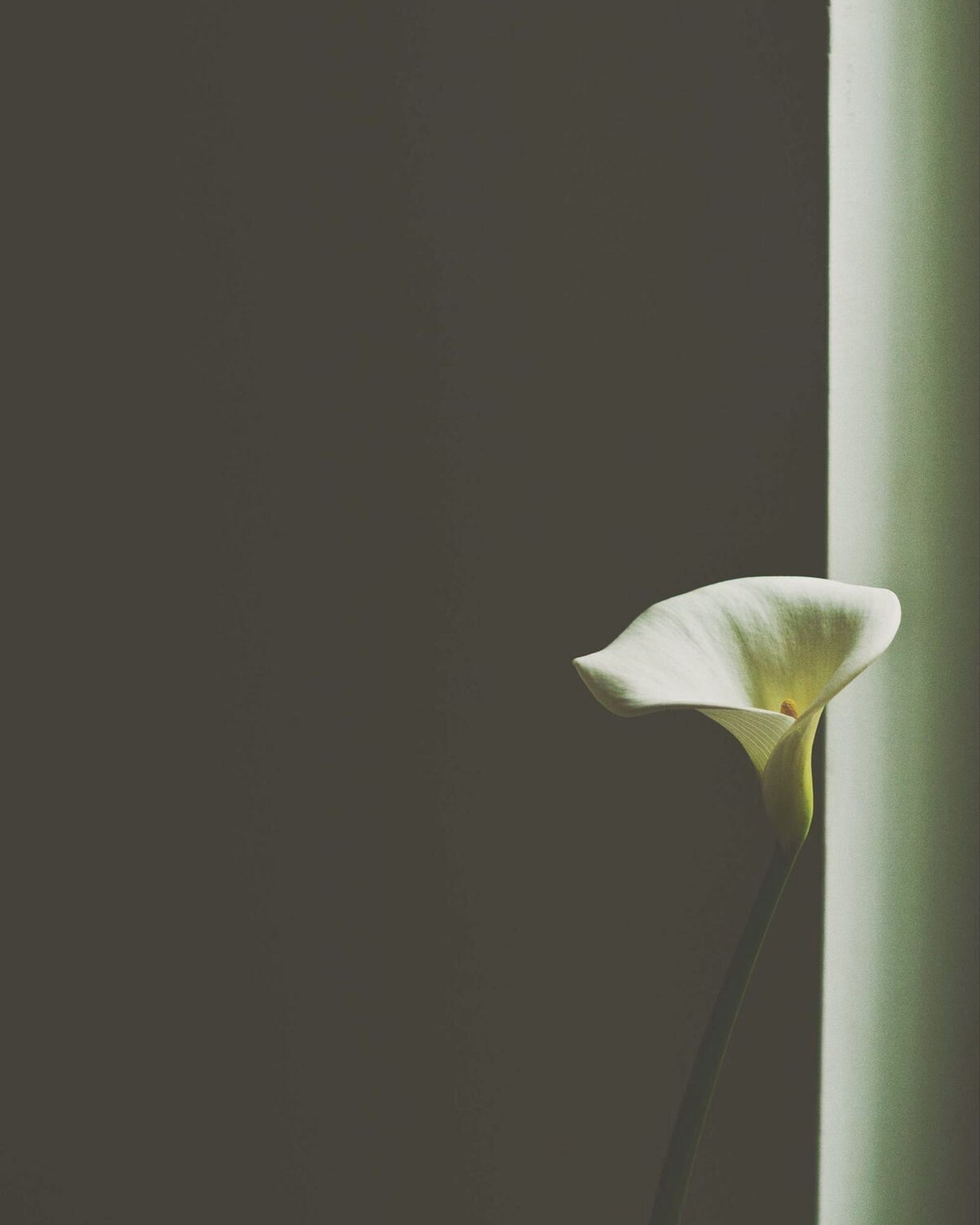 Ensam vit blomma i skuggat ljus