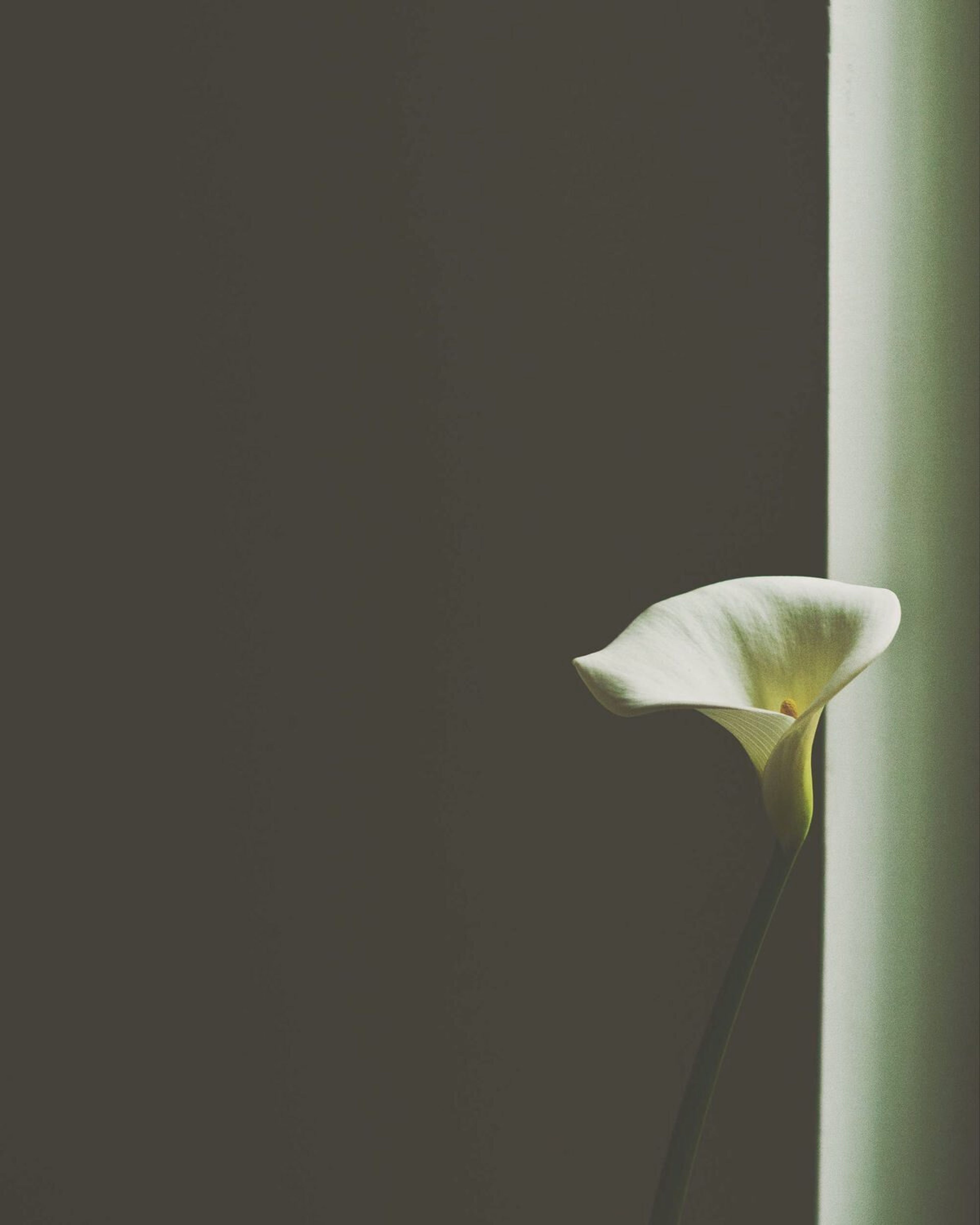 Ensam vit blomma i skuggat ljus