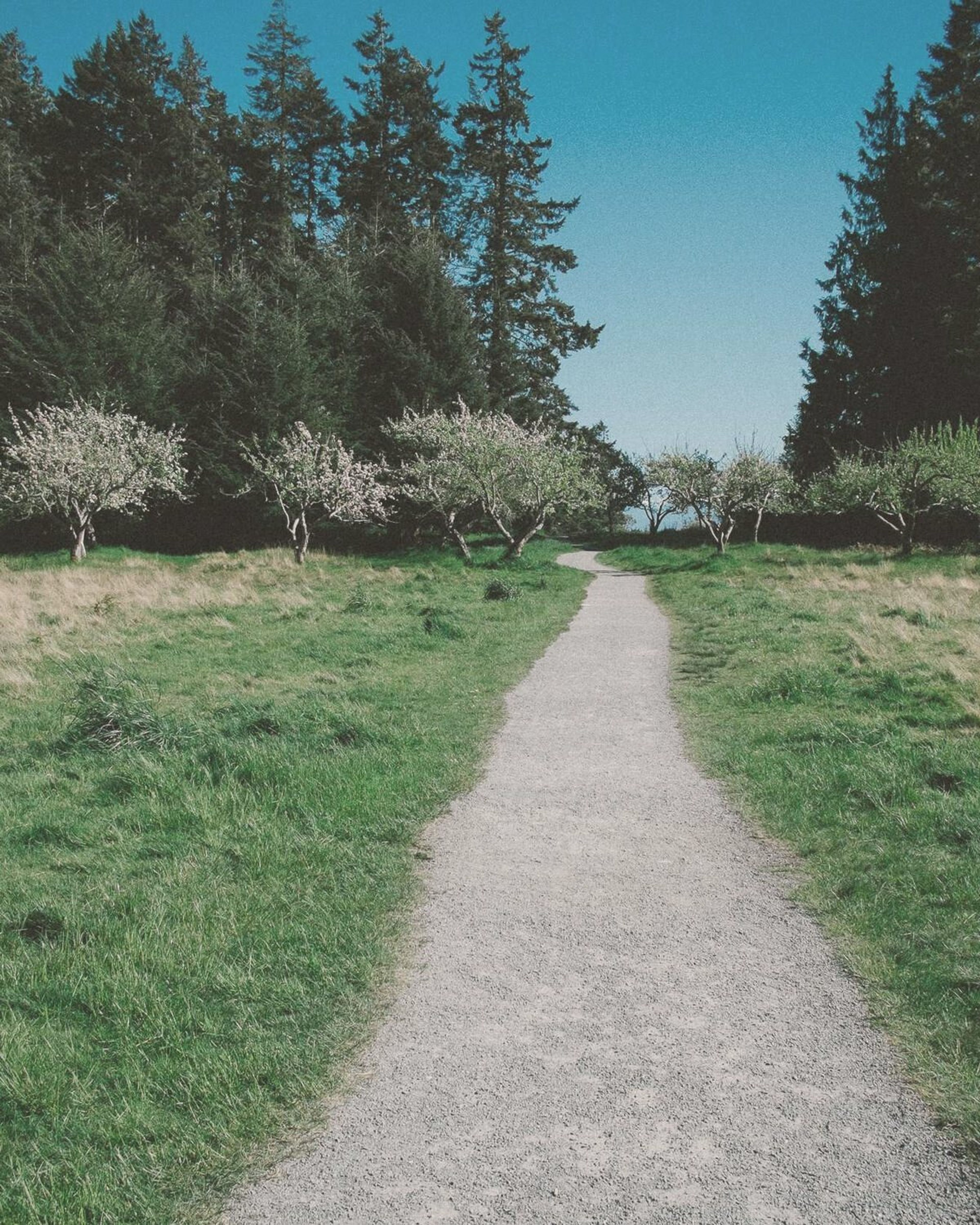 Grusstig mellan blommande träd