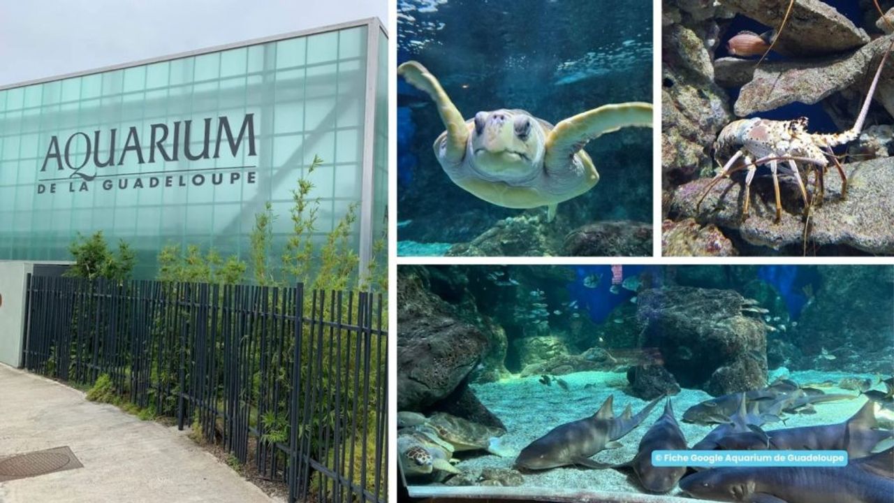 Guadeloupe Aquarium - What to do in Guadeloupe when it rains