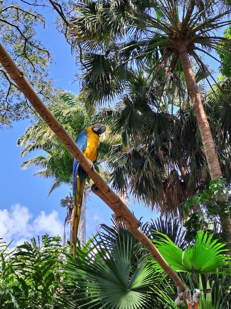 parrot-2