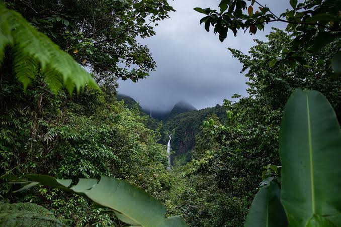faune en guadeloupe